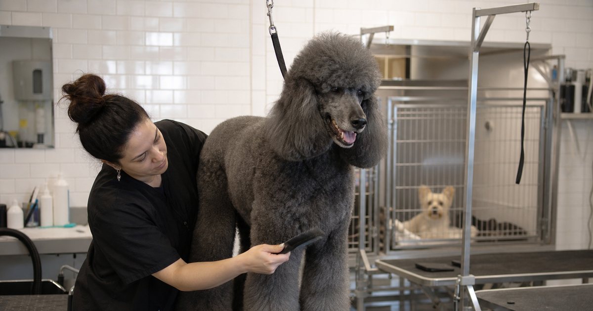 A grooming salon interior with two grooming tables, a groomer brushing out a standard poodle on one table while a small terrier waits in a kennel behind, clean white tiled walls