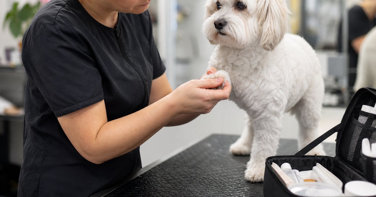 A groomer in a salon carefully examining the paw of a small white dog held gently on a grooming table, a first aid kit open on the counter beside them, calm neutral lighting