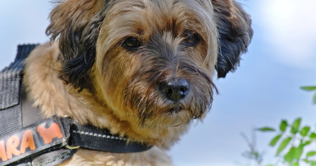 Pet Profiles and Better Service