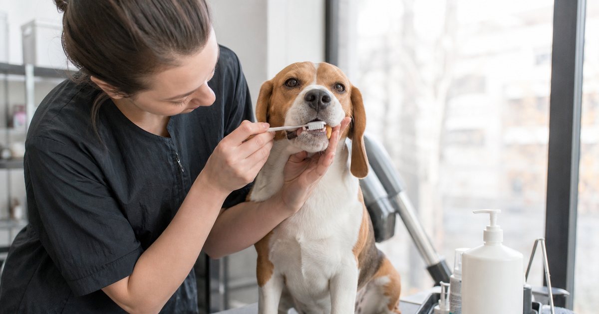 A groomer gently brushing the teeth of a calm beagle on a grooming table, a small tray of grooming tools and a bottle of shampoo beside them, bright salon window in the background
